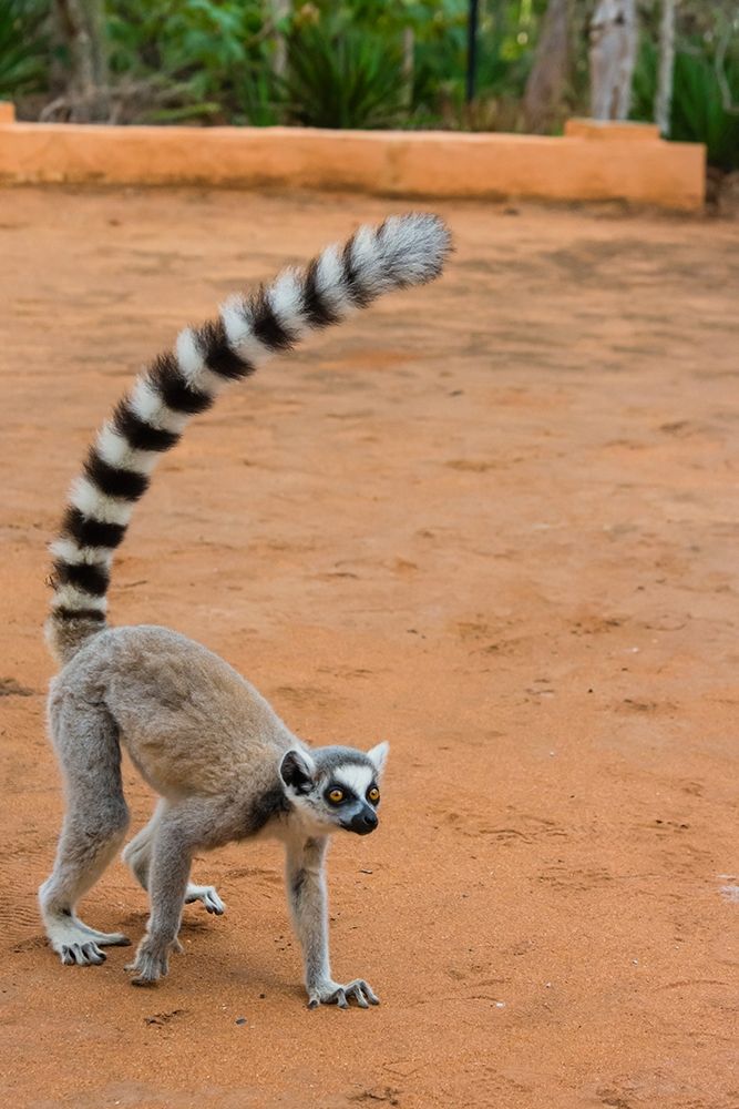 Madagascar-Berenty-Berenty Reserve Ring-tailed lemur walking